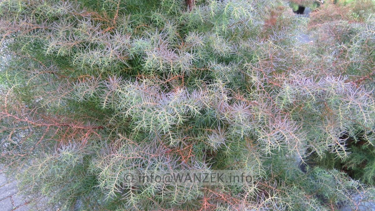 Cryptomeria japonica Elegans 01.JPG